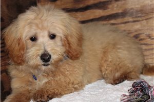 Cole - Poo-Ton for sale