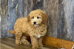 Elsie - puppy for sale