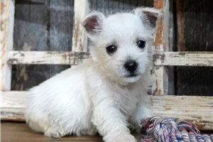 Lad - West Highland White Terrier - Westie for sale