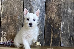 DeeDee - West Highland White Terrier - Westie for sale