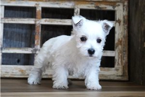 Eliza - West Highland White Terrier - Westie for sale