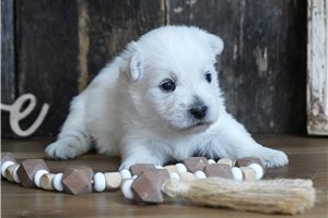 Charles - West Highland White Terrier - Westie for sale
