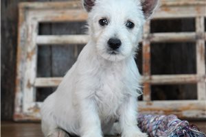 Lizzy - West Highland White Terrier - Westie for sale