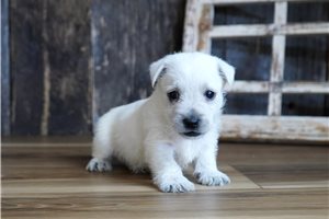 Caleb - West Highland White Terrier - Westie for sale