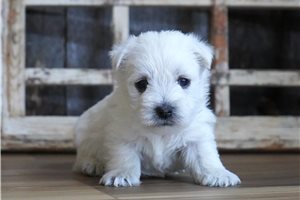 Elias - West Highland White Terrier - Westie for sale