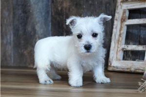 Jerry - West Highland White Terrier - Westie for sale