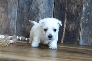 Cora - West Highland White Terrier - Westie for sale