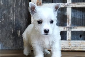 Leela - West Highland White Terrier - Westie for sale