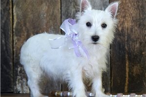 Ladora - West Highland White Terrier - Westie for sale