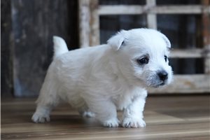 Eli - West Highland White Terrier - Westie for sale