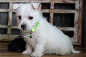 Diego - West Highland White Terrier - Westie for sale