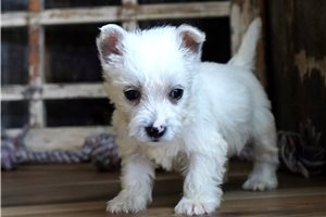Lady - West Highland White Terrier - Westie for sale