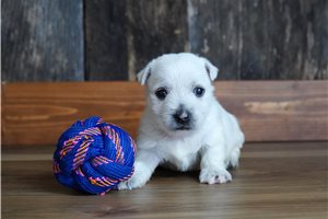 Joey - West Highland White Terrier - Westie for sale