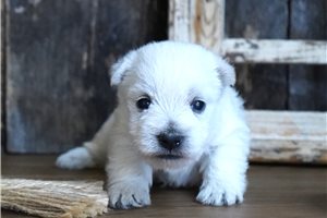 Carter - West Highland White Terrier - Westie for sale