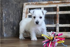 Journey - West Highland White Terrier - Westie for sale