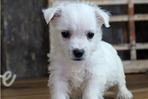 Leia - West Highland White Terrier - Westie for sale