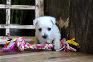 Cecilia - West Highland White Terrier - Westie for sale