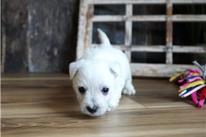 Cooper - West Highland White Terrier - Westie for sale