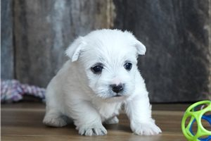 Elliott - West Highland White Terrier - Westie for sale