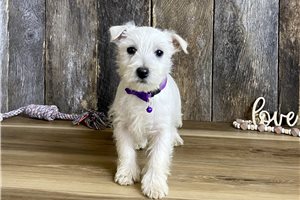 Delia - West Highland White Terrier - Westie for sale