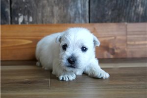 Jill - West Highland White Terrier - Westie for sale