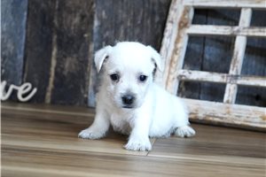 Caroline - West Highland White Terrier - Westie for sale