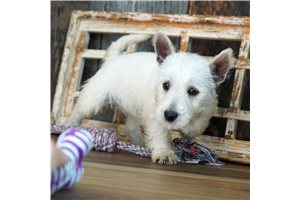Loren - West Highland White Terrier - Westie for sale