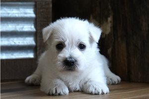 Charles - West Highland White Terrier - Westie for sale