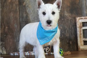 Larry - West Highland White Terrier - Westie for sale