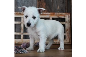 Linc - West Highland White Terrier - Westie for sale