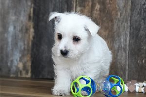 Elisha - West Highland White Terrier - Westie for sale