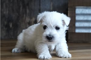 Carter - West Highland White Terrier - Westie for sale