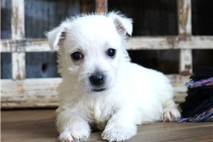 Dibby - puppy for sale