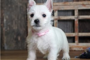 Debby - puppy for sale
