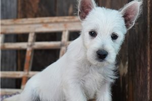 Larson - West Highland White Terrier - Westie for sale