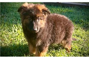 Tsunami - German Shepherd for sale