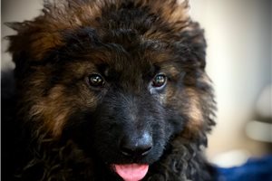 Tsunami - German Shepherd for sale