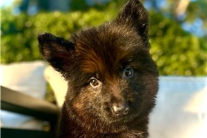 Typhoon - German Shepherd for sale