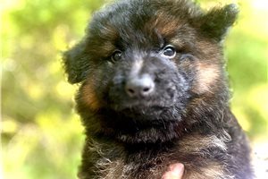 Tsunami - German Shepherd for sale