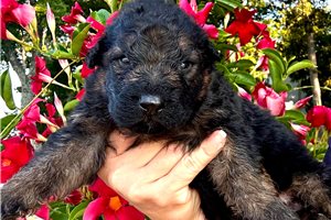 Tsunami - German Shepherd for sale