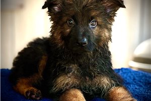 Typhoon - German Shepherd for sale