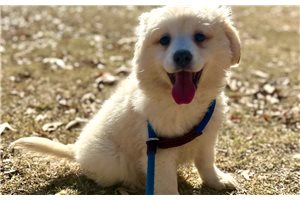 Mateo - Golden Cocker Retriever for sale