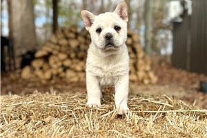 Nyla - Mixed/Other for sale