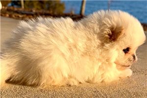 Holly - Mixed/Other for sale