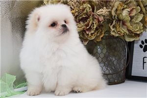 Holly - Mixed/Other for sale