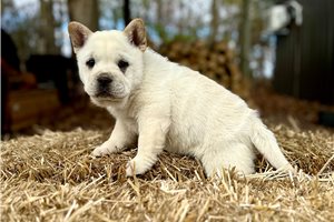 Newt - Mixed/Other for sale