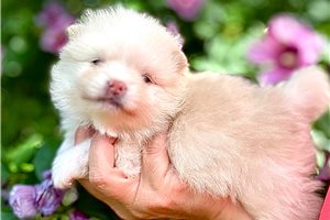 Opal - Pomeranian for sale