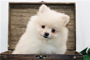 Olaf - Pomeranian for sale