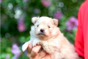 Olaf - Pomeranian for sale