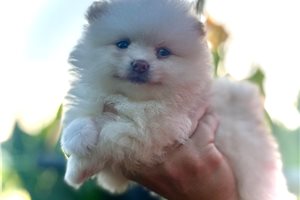 Opal - Pomeranian for sale